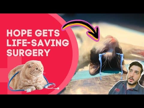 Cat Spay Surgery | Hope Gets Life-saving Surgery | Hope’s Rescue Story