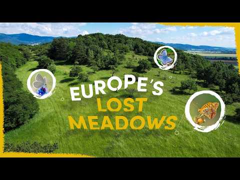 We're Bringing Back Europe's Old Butterfly Meadows