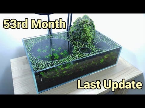 #6 Volcano Filter Tank - 53rd Month (the Day Before Second Reset)