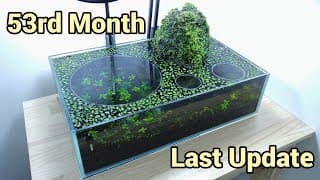 #6 Volcano Filter Tank - 53rd Month (the Day Before Second Reset)