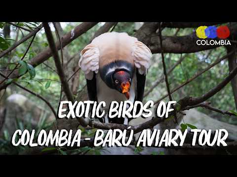 Top Exotic Birds Of Colombia – Visit To The National Aviary In Barú