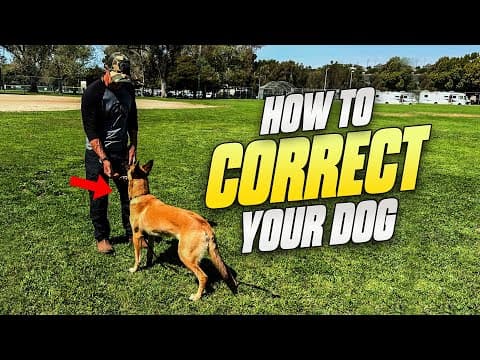 Correcting Your Dog Is The Best Thing You'll Do!