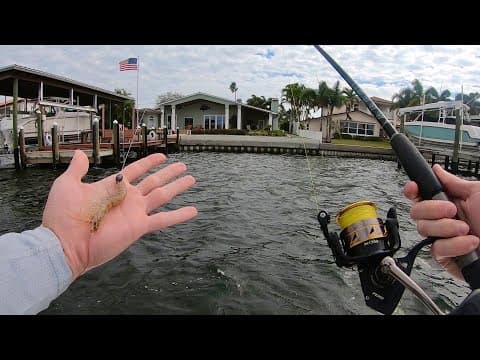 Fishing Live Shrimp For Anything That Bites (new Pb)