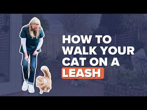 How To Walk Your Cat On A Leash (cat-led Training)