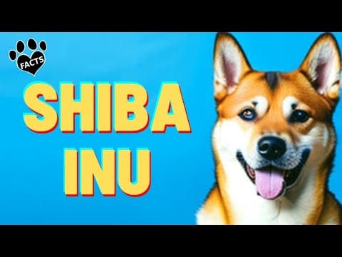 Shiba Inu Dogs 101  History, Appearance, And Personality