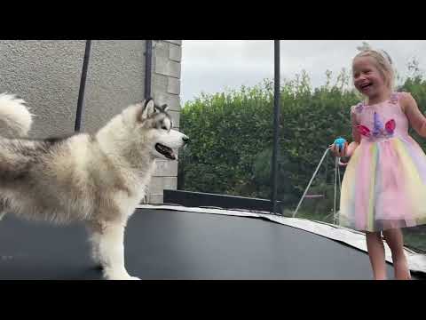 Little Girl Steals Dog's Ball And He Chases Her!!