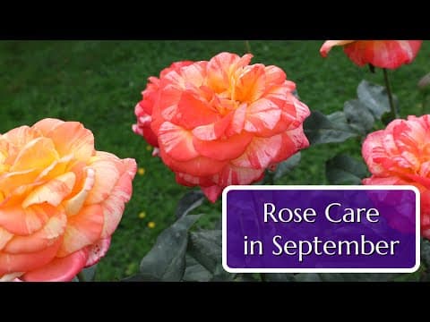 Rose Care In September