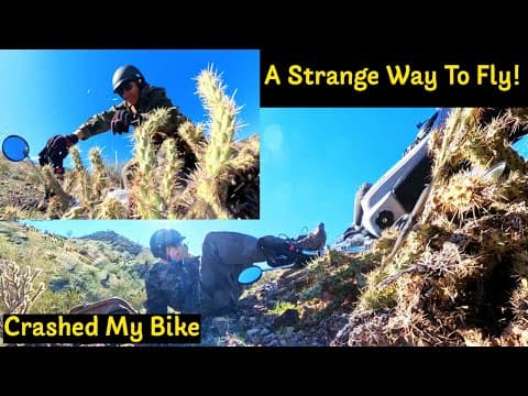 Southern Death Wing!