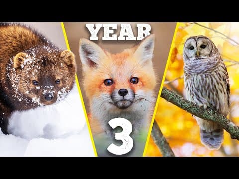 Three Years Of Building A Wildlife Paradise On My Land