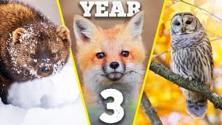 Three Years Of Building A Wildlife Paradise On My Land