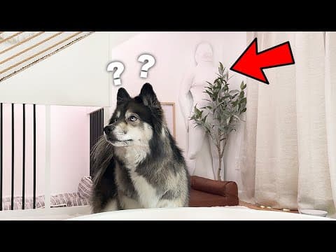 Trying Funny Trends On My Huskies!