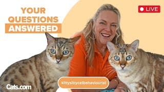 Clinical Cat Behaviourist Answers All Your Questions!