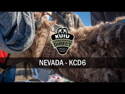 Kuiu Conservation Direct: Nevada – Kcd6