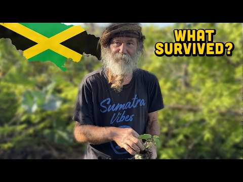 What Survived? Tommy's Plant Nursery After The Hurricane 🌀