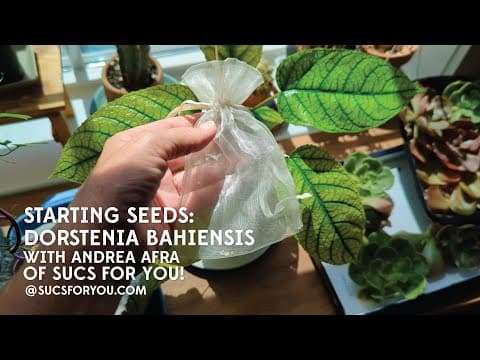 Starting (and Chasing) Seeds: Dorstenia Bahiensis