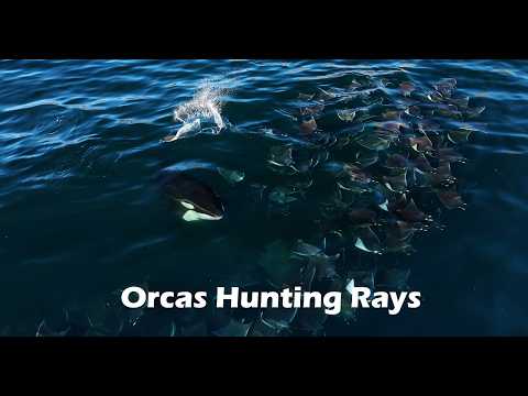 Rare Footage Of Orcas Hunting Rays (4k)
