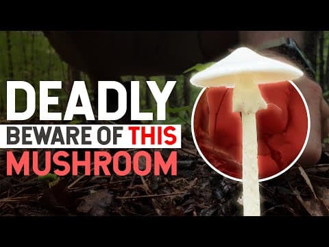 The Destroying Angel: A Deadly Mushroom Is In The Forest Whose Biochemistry Is Fascinating.