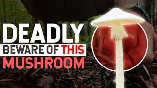 The Destroying Angel: A Deadly Mushroom Is In The Forest Whose Biochemistry Is Fascinating.