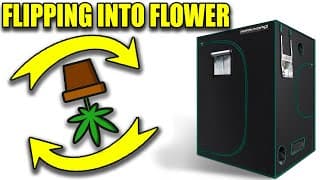 Flipping Into Flower 12:12 - 5x5 W/marshydro & Ihubpro10