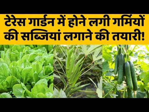 टेरेस गार्डन में होने लगी गर्मियों की सब्जियां लगाने की तयारी! Summer Terrace Garden Preparation