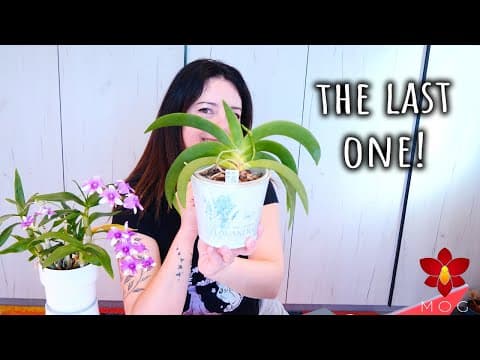 Last Orchid Q&a Of The Year! - Bonus Episode