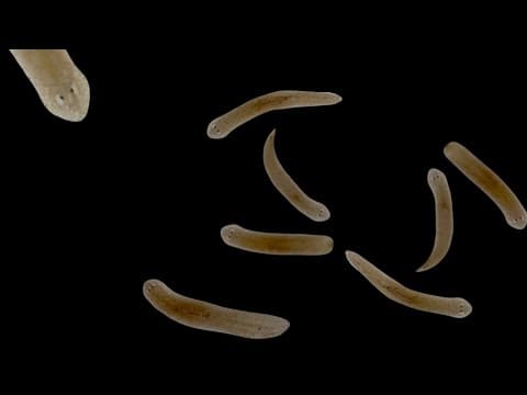 Combatting Planaria!