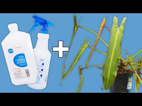 I Tested Full Strength Alcohol So You Don't Have To