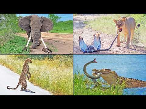 When Animals Stunned Us In 2025