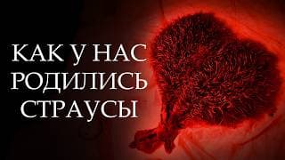 Они Все-таки Появились!