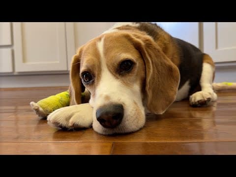 Saving Oliver's Tail