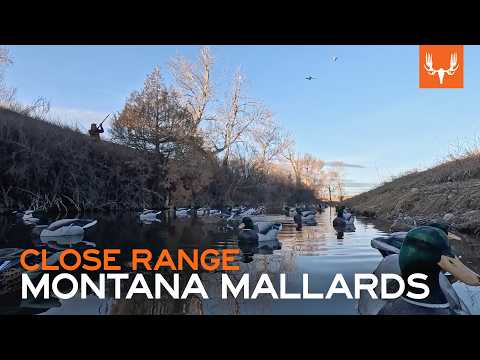 Montana Mallards | Close Range Duck Hunting With Flying V