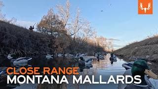 Montana Mallards | Close Range Duck Hunting With Flying V