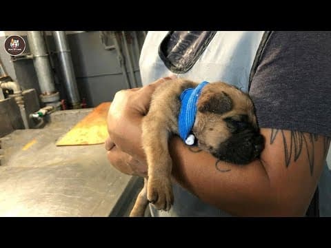 Unloved Since Birth, He Proved That Love Could Erase His Disability