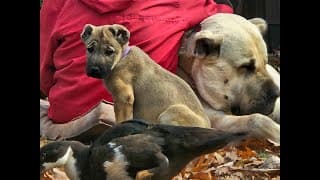 Outdoor Life At Narroway Homestead