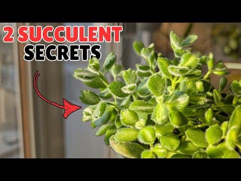 Master Succulents With Just 2 Secrets