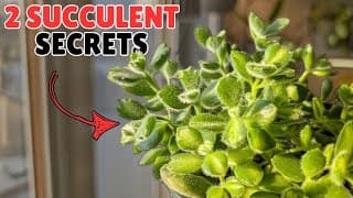 Master Succulents With Just 2 Secrets