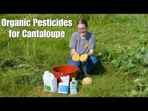 Organic Pesticides For Cantaloupe