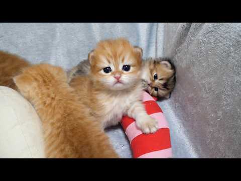 Cute Kitten, Surrounded By Stuffed Animals And Siblings, Unable To Escape...