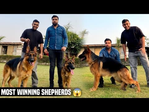 India’s Most Winning German Shepherds In Noida😱