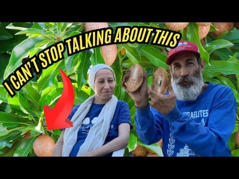 Why I Love The Gigantia Sapodilla: Taste, Size, And Productivity