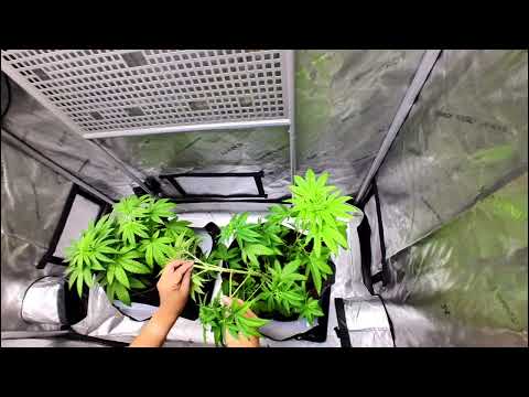Comparing The Different Types Of Plant Training Techniques | #shortvlog 2