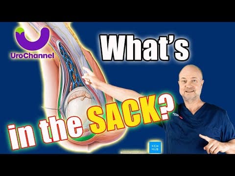 What It Means When You Have Lumps In Your Scrotum | Urologist Explains