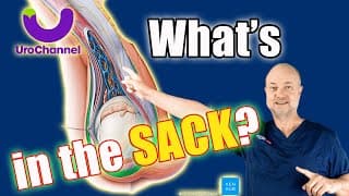 What It Means When You Have Lumps In Your Scrotum | Urologist Explains