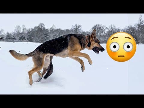 When German Shepherds Are Aggressive | Winter Dog Vlog