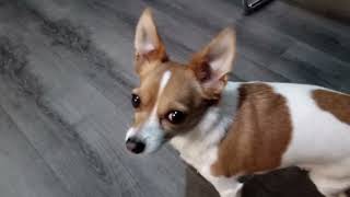 Emporia Smart.7 Lite Image And Video Samples Day/night Front And Rear Cameras #emporia #smart.7lite