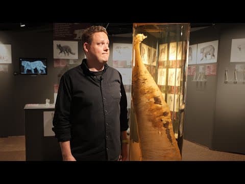 Inside The World’s Only Penis Museum