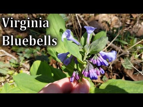 How To Identify Virginia Bluebells - Mertensia Virginica