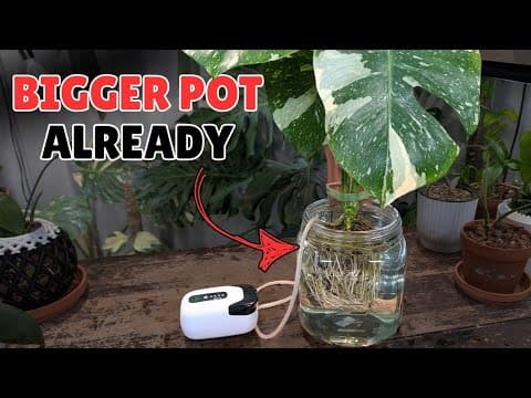 Upsizing My Monstera Thai Constellation After Just 1 Month