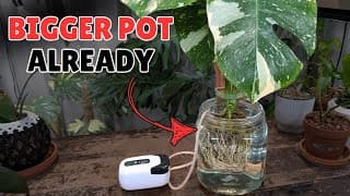 Upsizing My Monstera Thai Constellation After Just 1 Month