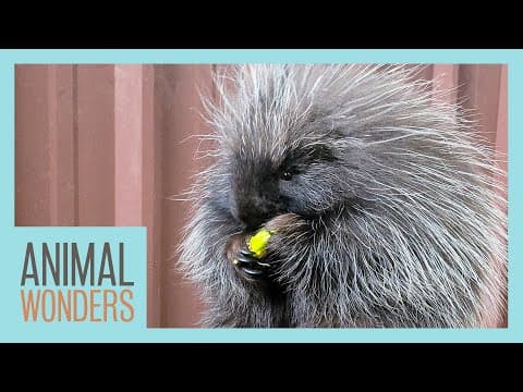 Meet And Greet: Wonder The Porcupine!